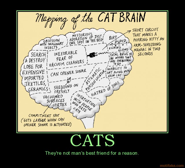 cats-cats-brains-demotivational-poster-1271930990