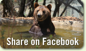 300-benthebear-share-facebook