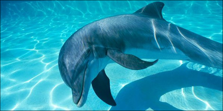 Dolphin