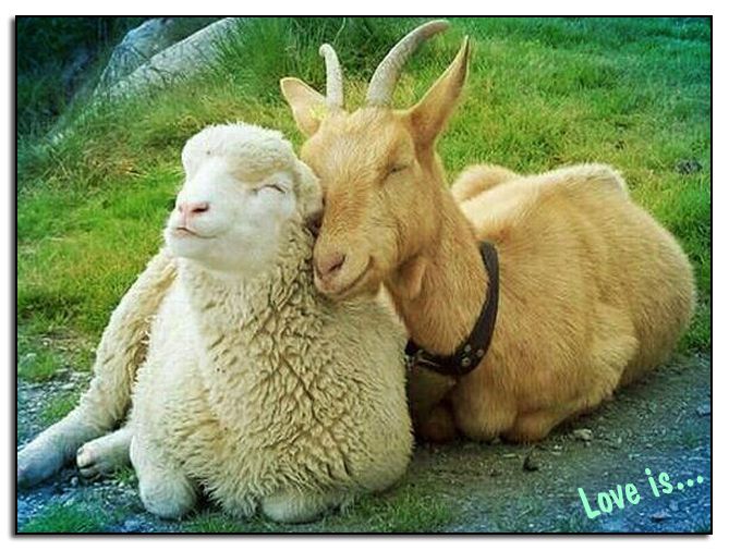 Love is - Togetherness