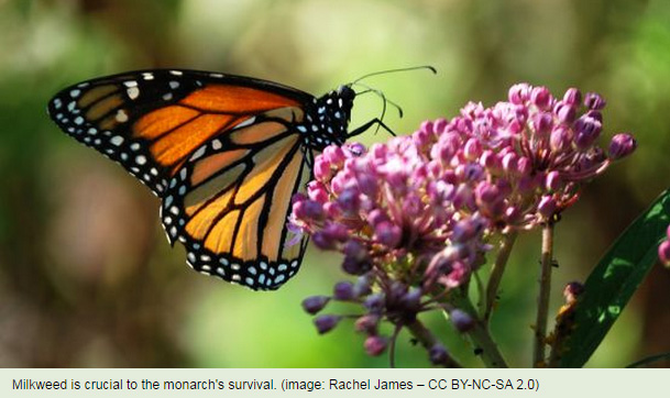 Milkweed is crucial to the monarch's survival. (Image: Rachel James – CC BY-NC-SA 2.0)