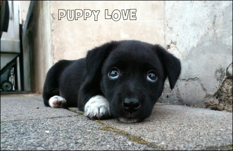 Puppy Love