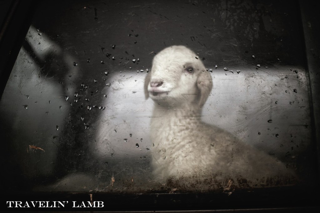 Travelin lamb