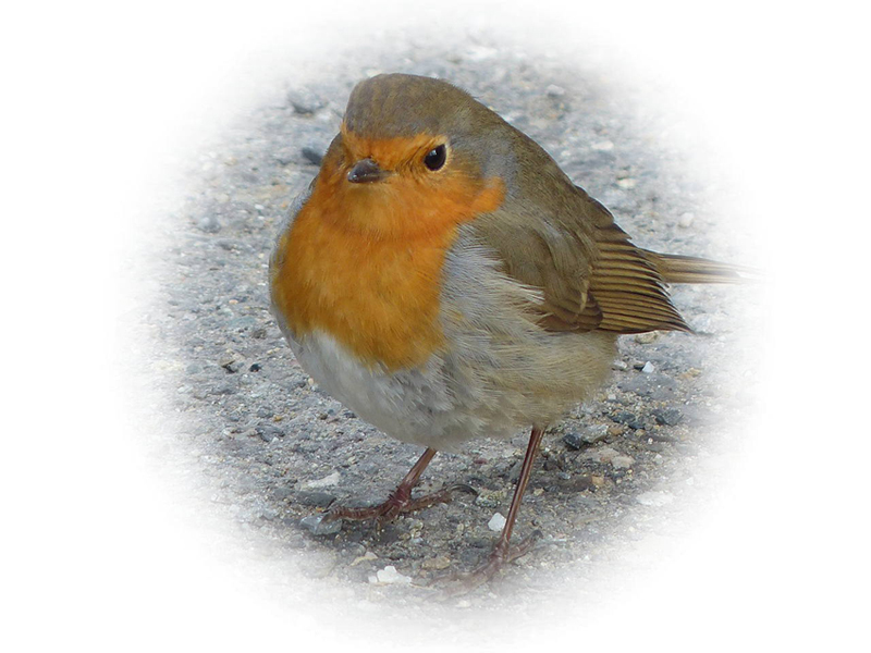 robin