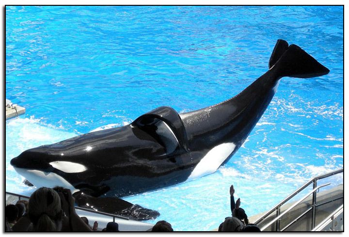 Collapsed-dorsal-fin