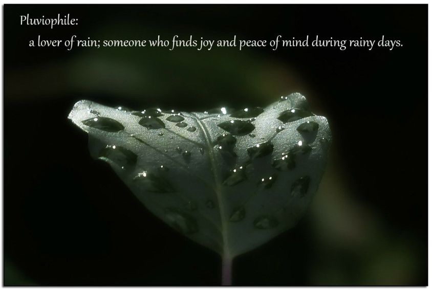 Pluviophile