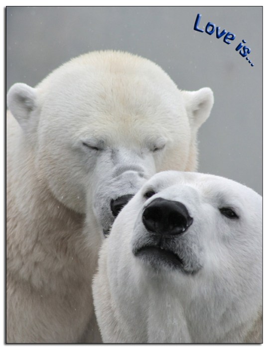 Polar-Bears__
