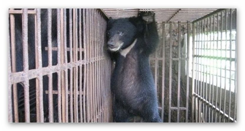 Moon-bear-caged