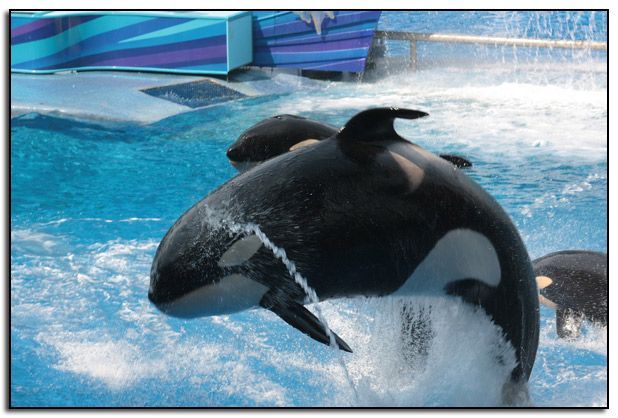 Seaworld-