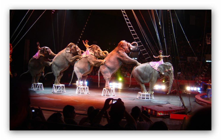 Elephants-circus