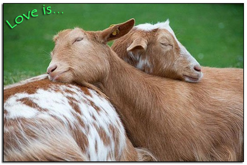 Love-is-a-snuggle