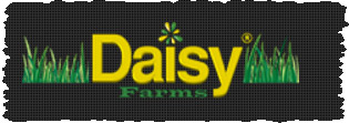 Daisy-Farms