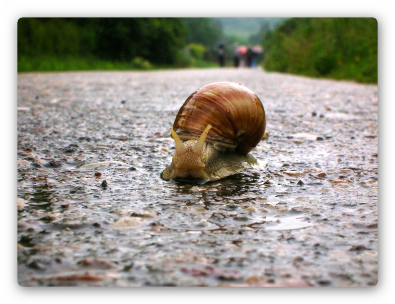 Snail